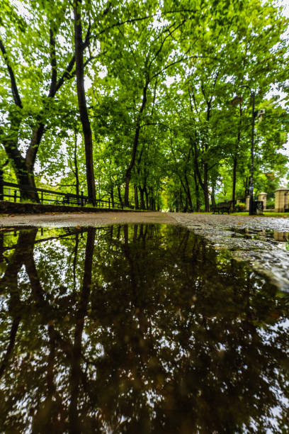 istock A long path between green trees on a city promenade, reflecting in a puddle on a sunny day 1482001629