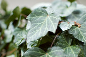 Ivy green hedera helix leaves close up.