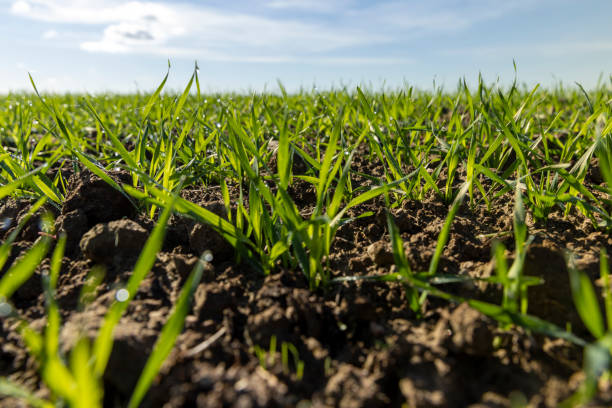 istock Dew drops on the green grass autumn 1482001976