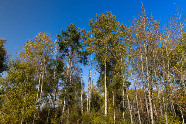 istock Yellowing birch foliage in October 1482002293