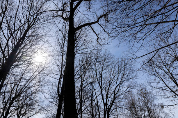 istock Branches of deciduous trees in the park in spring sunny weather 1482002308