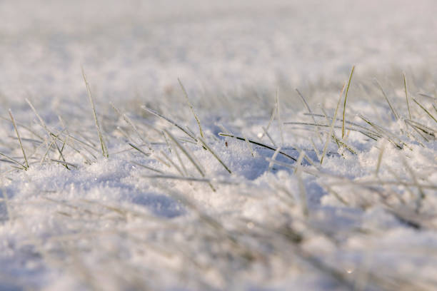 istock Grass covered with snow and ice in winter 1482002873