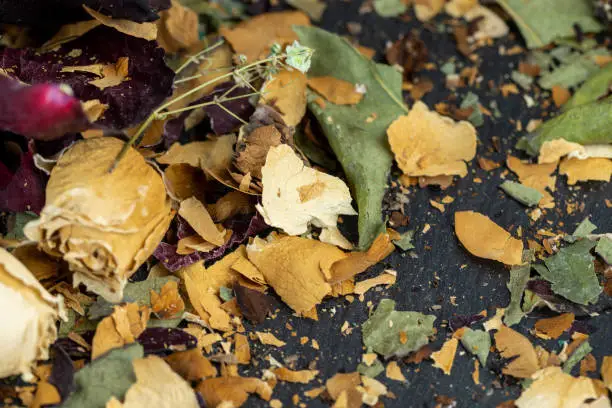 Photo of An old dry rose with crumbs from dry petals