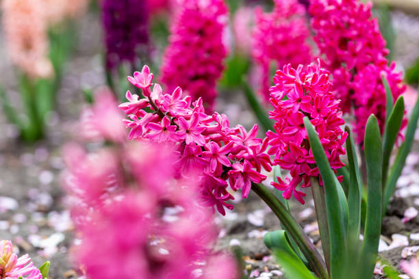 istock Pink hyacinth blooms in flowerbed 1482006545