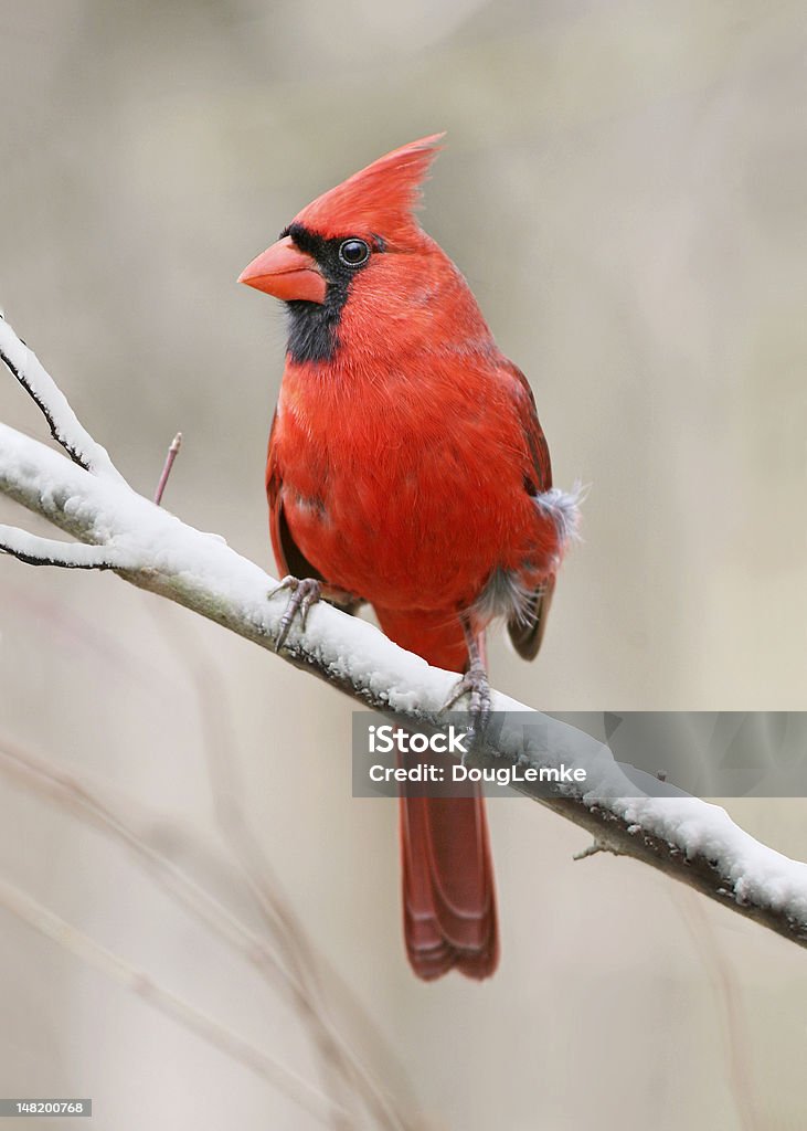 Northern Cardinal A Red Bird, The Northern Cardinal Male In Winter, Cardinalis cardinalis Cardinal - Bird Stock Photo