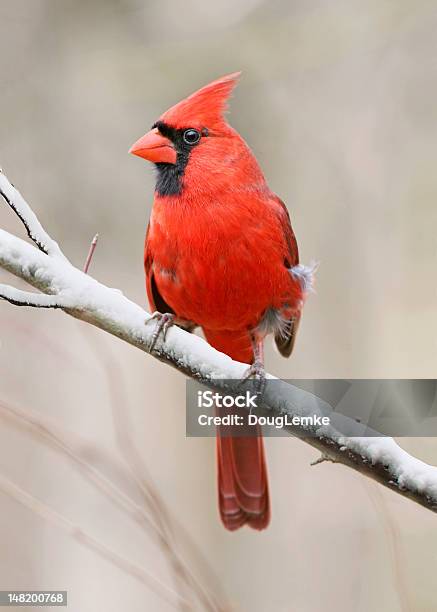 Northern Cardinal Stock Photo - Download Image Now - Cardinal - Bird, Northern Cardinal, Red