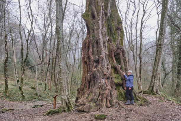 istock Senior woman near old poplar tree in spring relic forest. 1482013607