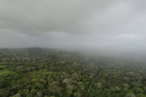 tema del clima de lluvia - rain monsoon rainforest storm fotografías e imágenes de stock