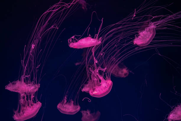 istock Group of fluorescent jellyfish swimming underwater aquarium pool. 1482014290