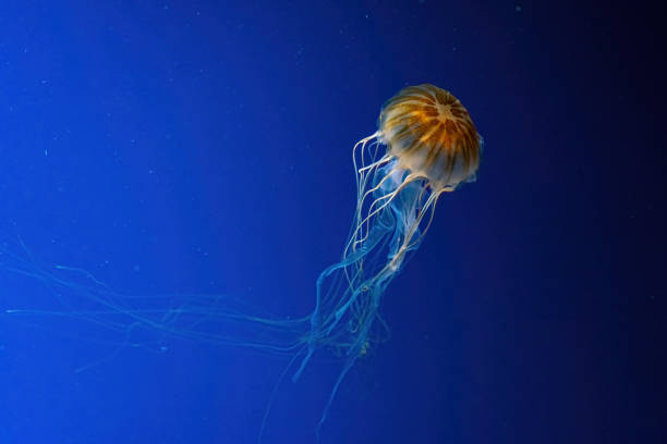 istock Jellyfish swimming underwater aquarium pool. 1482014292