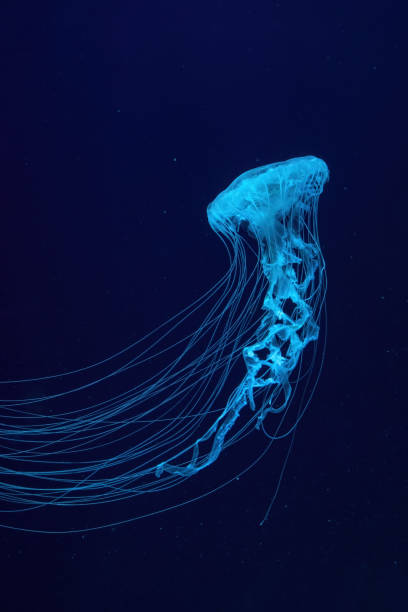 istock Fluorescent jellyfish swimming underwater aquarium pool with blue neon light 1482014296