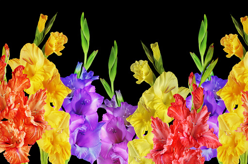 Beautiful flowers of gladiolus yellow, red and purple.On a black background.