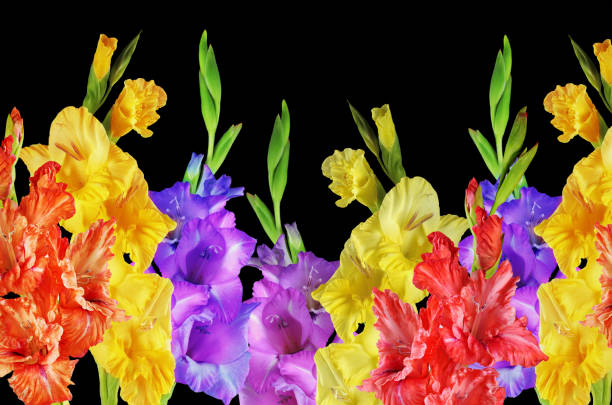 красивые цветки гладиолусов желтые, красные и фиолетовые. на черном фоне. - bedder стоковые фото и изображения