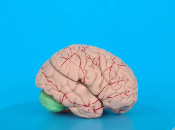 istock Anatomical model of the human brain medical concept 1482016403