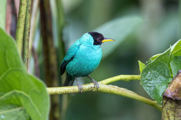 istock Green honeycreeperr in Costa Rica forest. 1482016482
