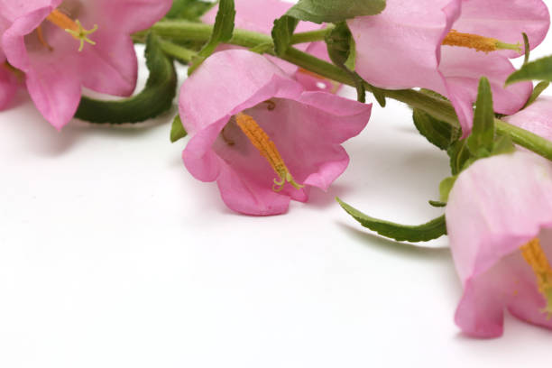 Bouquet of pink bellflower isoltwd on a white background with copy space.