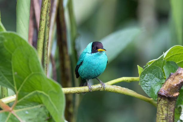 istock Green honeycreeperr in Costa Rica forest. 1482016560