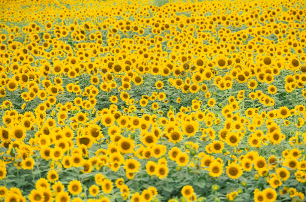 large groupe of sunflowers
