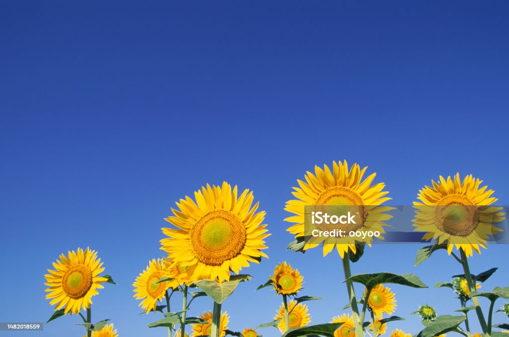 Sunflowers In The Field Sunflowers Against Clear Blue Sky Agricultural Field Stock Photo