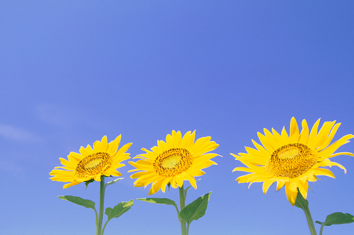 Sunflowers Against Clear Blue Sky