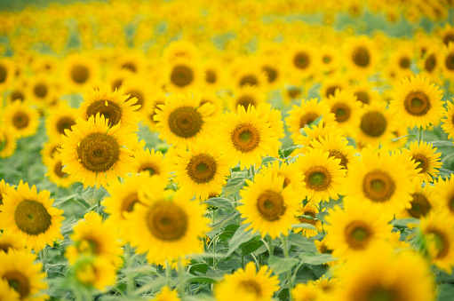 large groupe of sunflowers