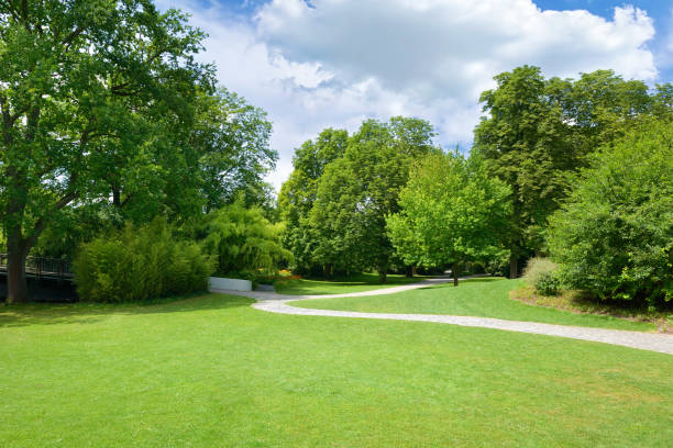 istock Beautiful meadow in the park 1482019335
