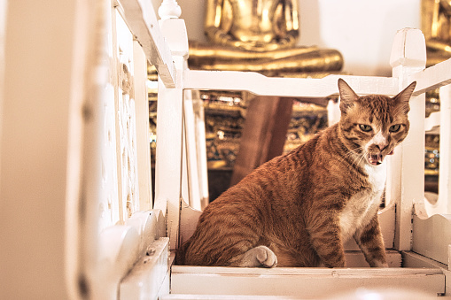 One of the cats living in the Wat Pho temple complex in Bangkok, Thailand.
