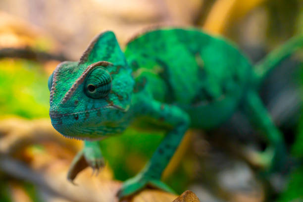 istock Young green chameleon on a branch. Cute pet. 1482021099