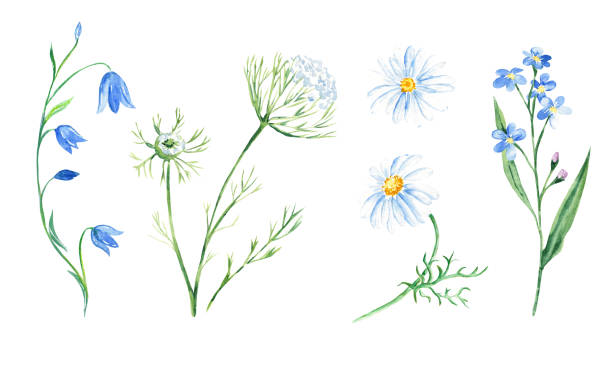 illustrations, cliparts, dessins animés et icônes de aquarelle ensemble de fleurs sauvages. jacinthe, myosotis, camomille, dentelle queen annes. illustration botanique dessinée à la main isolée sur fond blanc. peut être utilisé pour les autocollants, les cartes, les impressions farbic, la conception d� - wildflower queen annes lace flower weed