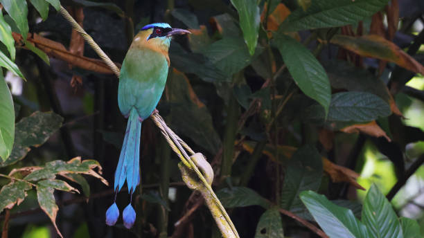 Turquoise-browed motmot, tropical bird of Cost Rica Turquoise-browed motmot (Eumomota superciliosa) perched motmot stock pictures, royalty-free photos & images