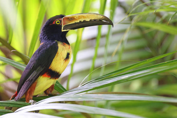 istock Collared Aracari, tropical bird of Costa Rica 1482023634