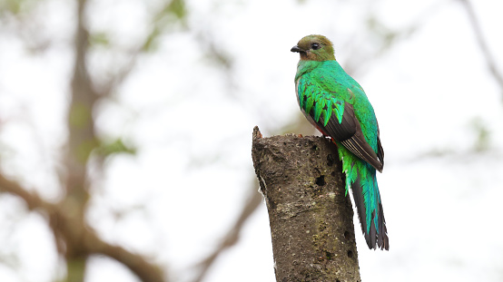 Female Resplendent Quetzal (Pharomachrus mocinno) perched on a log
