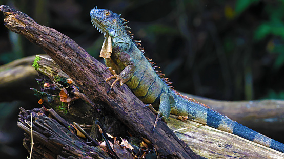 Land iguana, conolophus subcristatus, in its natural environment. Endemic and vulnerable specie of Galapagos island.