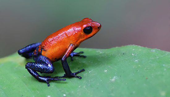 A brlliant red and blue little frog (Oophaga pumilio) sitting on a green leaf, Costa Rica