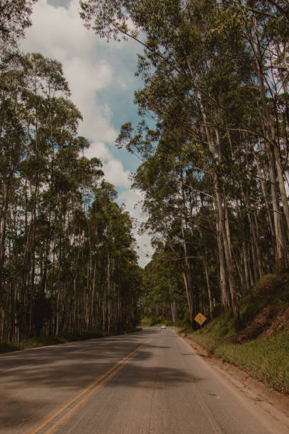 istock tunnel view of trees on trip 1482026857