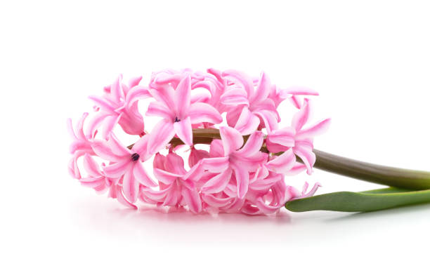istock Gentle pink hyacinth. 1482027745