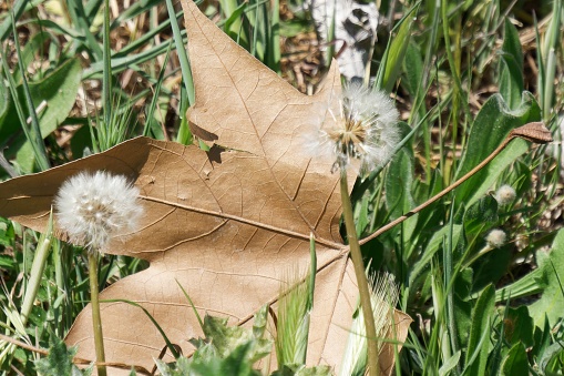 Tree leaf with 2 branches of dandelion flowers