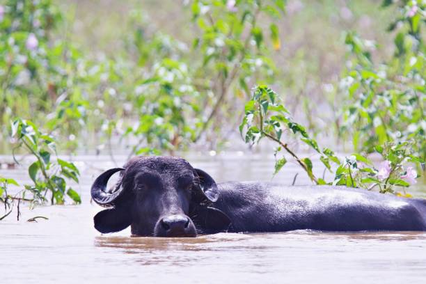 Water Buffalo in flooded terrain