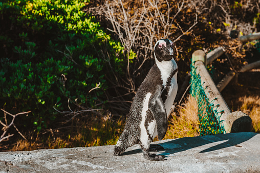 Penguins at Boulder's Beach, Western Cape, South Africa