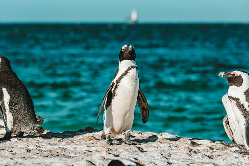 Penguins at Boulder's Beach, Western Cape, South Africa
