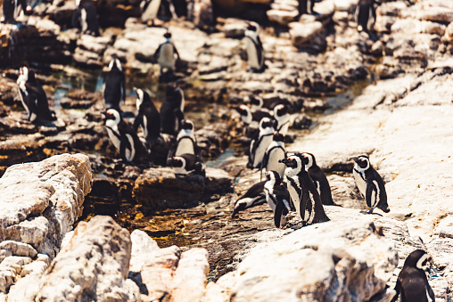 Penguins at Boulder's Beach, Western Cape, South Africa