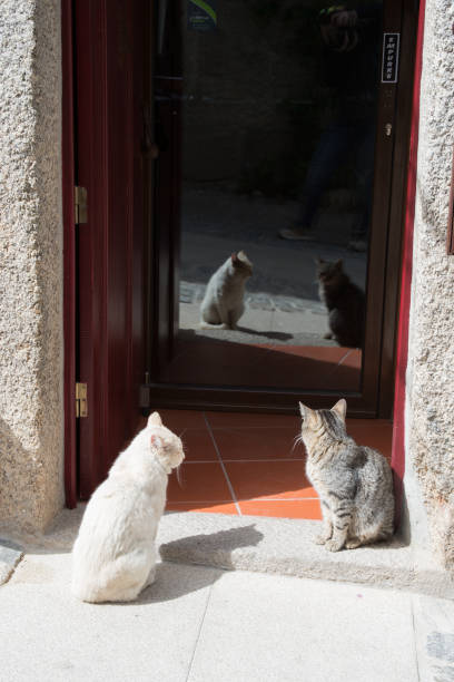 Free Stock Photo of Two Cats Sitting Near a Door | Download Free Images ...