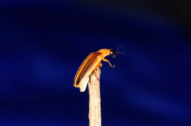 Photo of Photuris pensylvanica - firefly of the genus Photuris on a branch