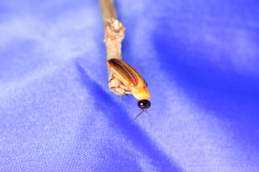 Photuris pensylvanica - firefly of the genus Photuris on a branch