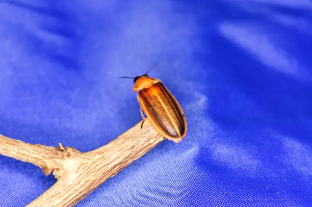 Photo of Photuris pensylvanica - firefly of the genus Photuris on a branch