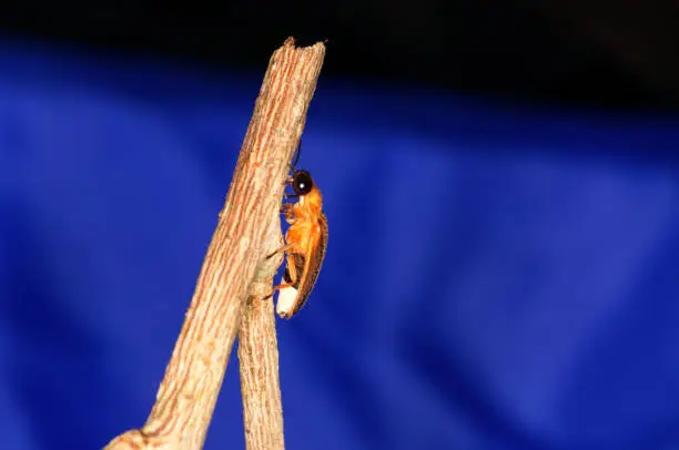 Photo of Photuris pensylvanica - firefly of the genus Photuris on a branch