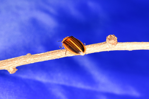 Photuris pensylvanica - firefly of the genus Photuris on a branch