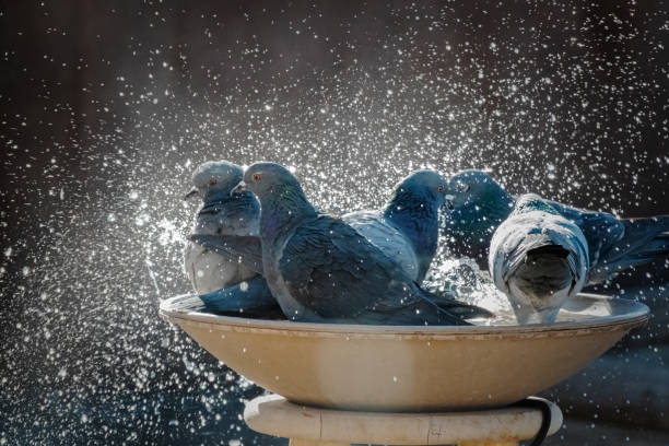 Close-up of pigeons on a fountain, India
