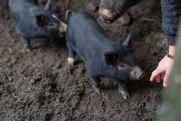 istock A domesticated wild black pig in a sty 1482042432