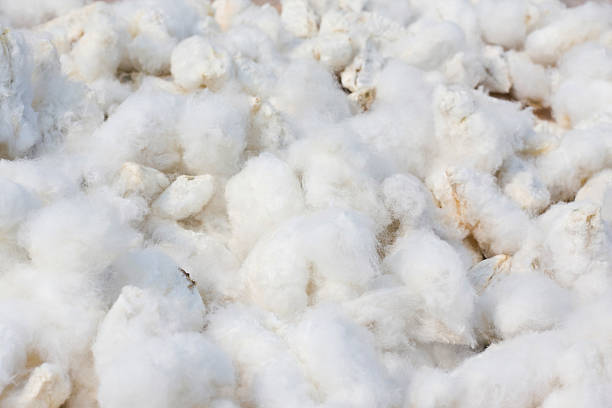 istock Bunches of White cotton background 148204720